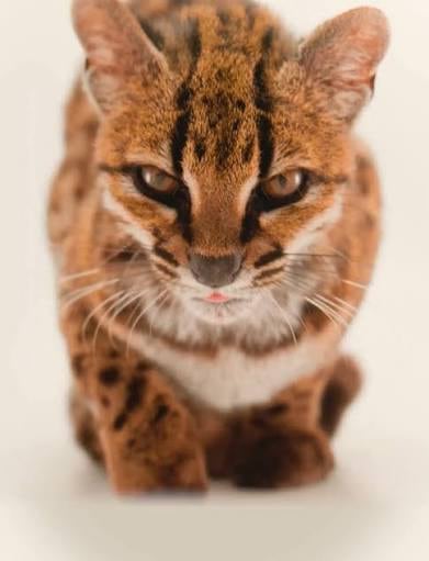 Close-up portrait of the tilcayo cat facing the camera, tongue tip out, showing the twin black forehead stripes and rosettes